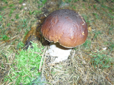 Bludné kořeny