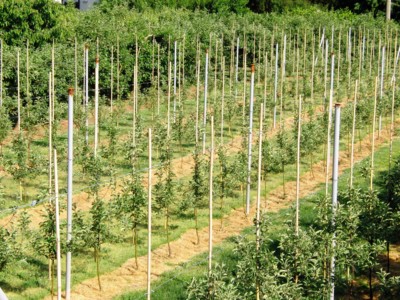 Jablůňky