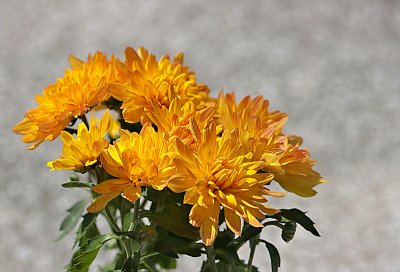 Chryzantémy
