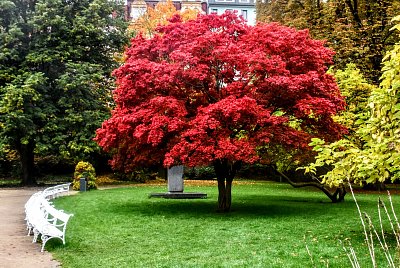 Barevné Smetanovy sady...Karlovy Vary