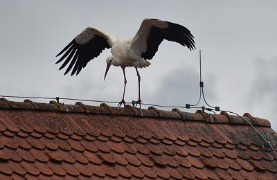 Akrobat