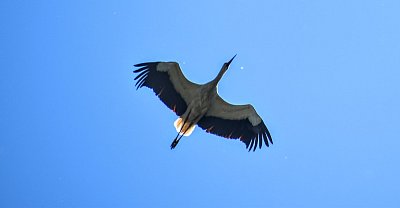 Čapí rogalo.