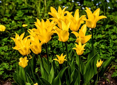 Žluté tulipány