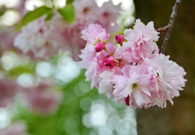prunus serrulata