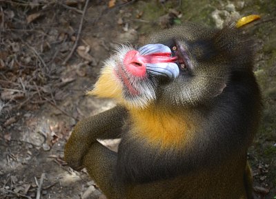 Mandril rýholící *