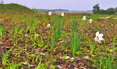 Divoké Narcisky