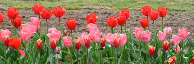 Tulipány