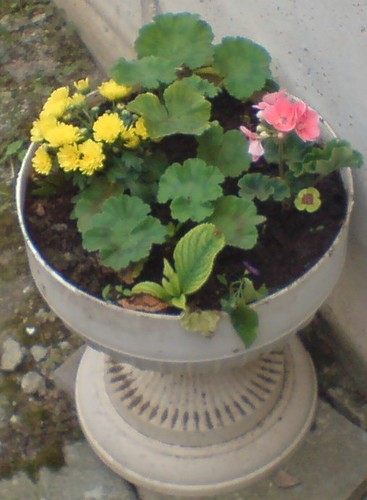moje kytky