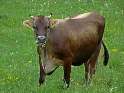 Jerseyka na pastvě