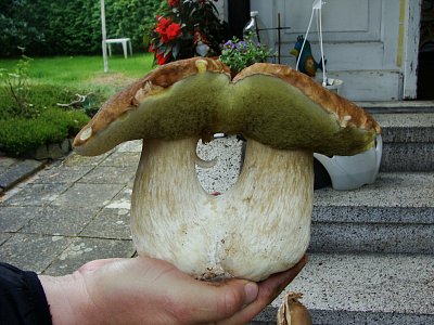 Dvoják