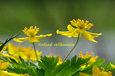 Krásné velikonoce
