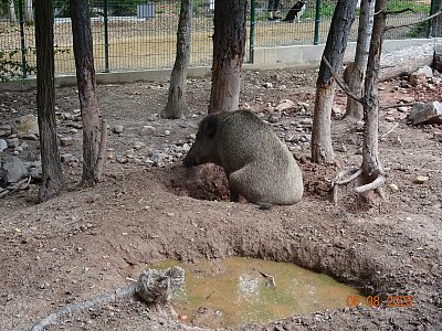 Odpočívá nebo ?