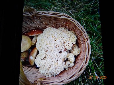 Kotrč /kadeřavý/ *