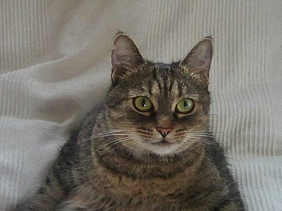 Bišinka
