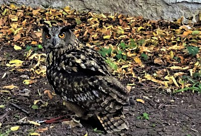 Bubo bubo