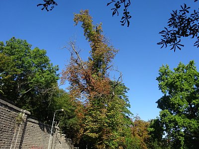 Proti nebi