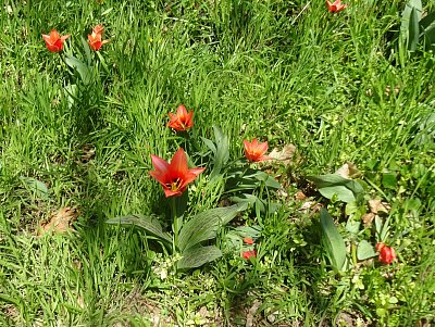 Tulipánky