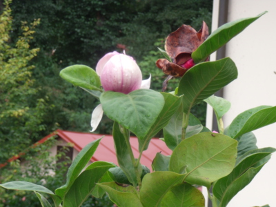Květ magnolie v srpnu v Praze