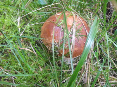 Maskovaný hřib