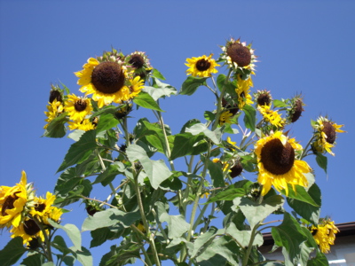 Říjnové radosti