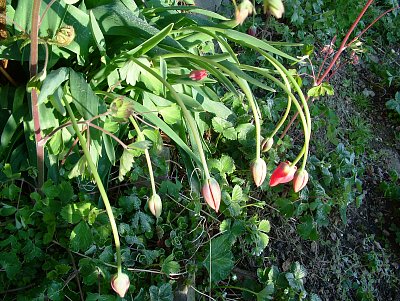 tulipány