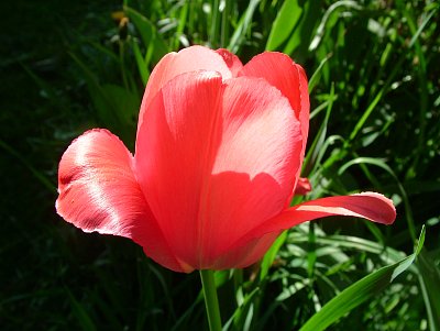 tulipán