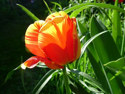 tulipán