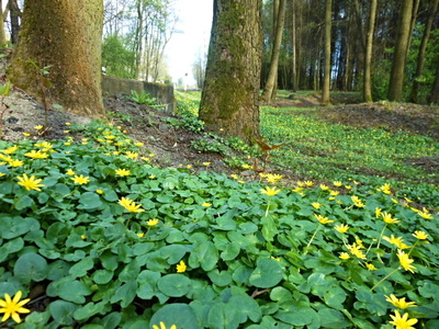 Orsej jarní