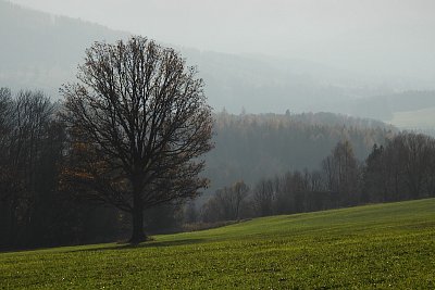 Strom naděje*