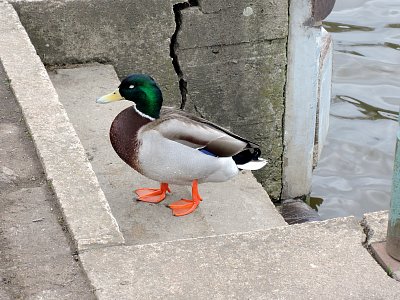 Kačer - manekýn