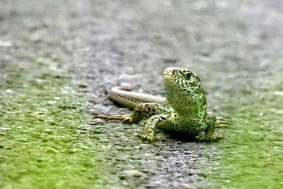 ... a potom přifrčela motorka*