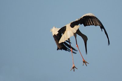 Akrobat