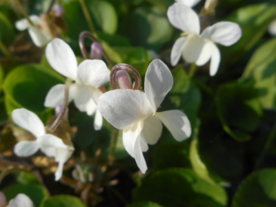 Fialka makro
