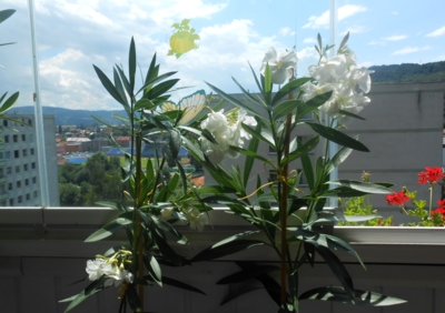 Balkon a zahrada