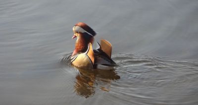Drahokam na Labi