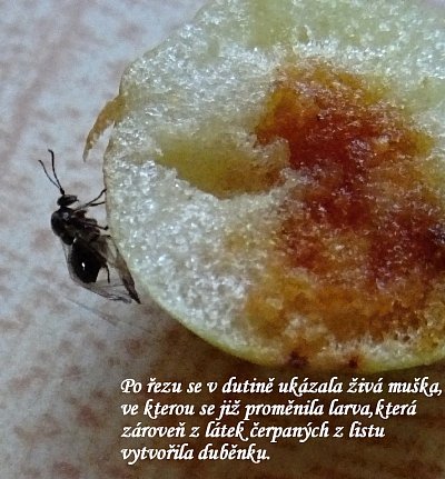 Duběnka II