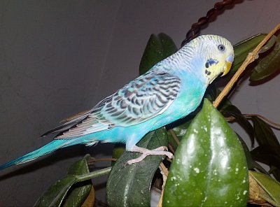 Ferda III