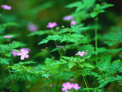 flora