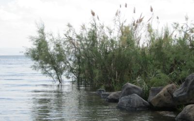 Galilejské jezero