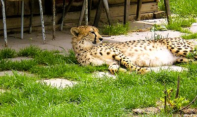 Odpolední siesta