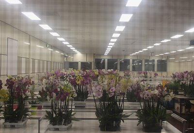 Orchideje