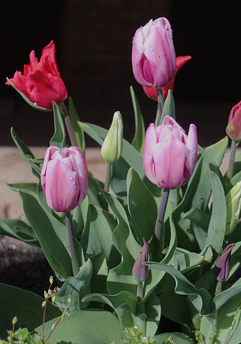 Tulipány