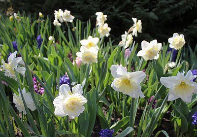 Narcisky