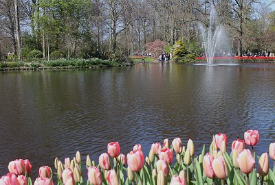 Tulipány