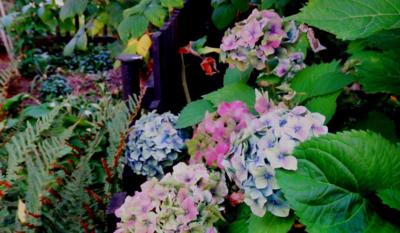 Hortensie