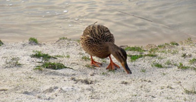 Kačka
