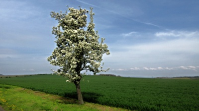 Májový strom