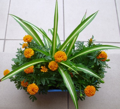 hezky kvetou
