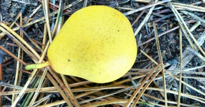 Hruštička