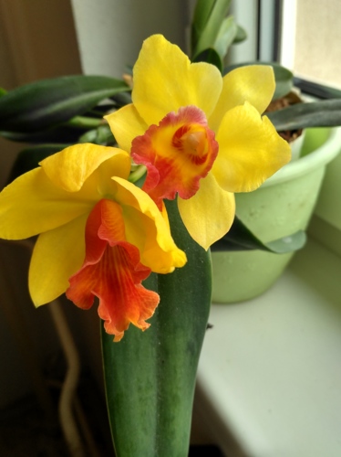 ORCHIDEA